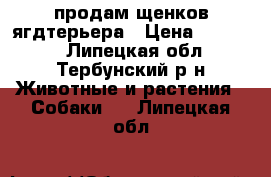 продам щенков ягдтерьера › Цена ­ 15 000 - Липецкая обл., Тербунский р-н Животные и растения » Собаки   . Липецкая обл.